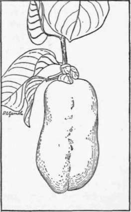 Fig. 31. The giant granadilla (Passiflora quadrangularis). (X 1/4)