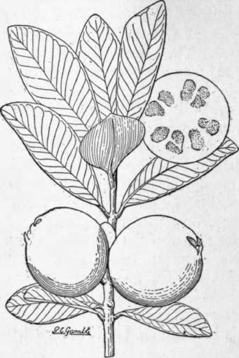 Fig. 36. The strawberry guava (Psidium Cattleianum), a hardier species than the common guava. (X 1/2)