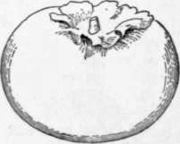 Fig. 47. The Fuyugaki kaki. (X about 1/2)