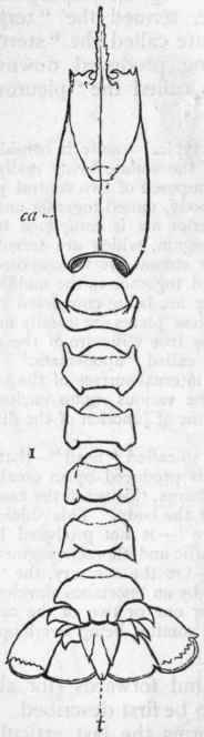 Class I Crustacea 176