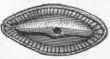 Crinoidea Cystoidea And Blastoidea Order Crinoidea 132