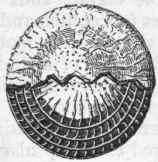 Distribution Of Foraminifera In Time 21