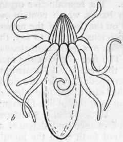 Family I Actinidae 87