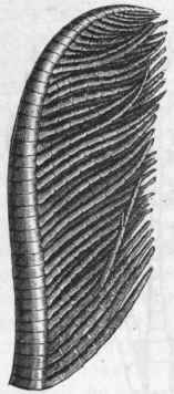 Fig. 102. Portion of an arm of Platycrinus, showing the lateral pinnulae.