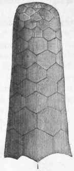 Fig. 103.   Platycrinus tricontadactylus. Carboniferous. The left hand figure shows the calyx, arms, and upper part of the stem; and the figure next this shows the surface of one of the joints of the column. The right hand figure shows the proboscis.