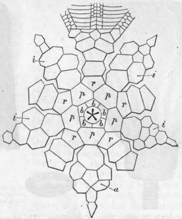Fig. 104. Diagram of the dissected calyx of Rhodocrimis, viewed from below (after Schultze). b Basals; p Parabasals; r First radials; i Inter radials; a Anal plates.