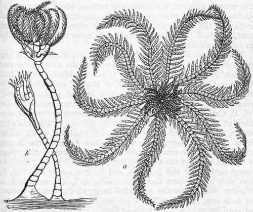 Fig. 105. Crinoidea. Comatula (Antedon) rosacea, the Feather star. a Free adult; b Fixed young. (After Forbes.)