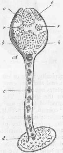 Fig. 106.   Larva of Comatula (Antedon) rosacea, enlarged (after Sir Wyville Thomson). o o Oral plates; r r Radial plates ; b b Basal plates ; c d Centro dorsal plate ; c Column ; d Disc of attachment.