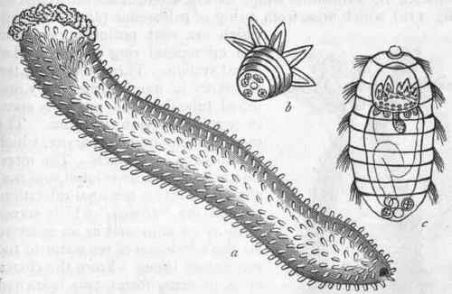 Fig. 109.   Holothuroidea. a Holothuria tubulosa, one of the Sea cucumbers b and c Young stages of the same.