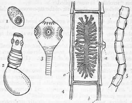 Fig. 114.   Morphology of Taeniada. 1. Ovum containing the embryo in its leathery case; 2. Cysticercus lotigicollis; 3. 