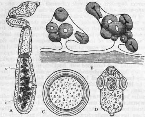 Fig. 115.   A, Sexually mature Taenia echinococcus, showing the head with its hooklets and suckers, and the three succeeding proglottides, the last containing the reproductive organs (enlarged); o Ovary; v Water vessels. B, Interior of a portion of a hydatid cyst, showing the brood capsules and included Echinococci (from Man). C, Young Echinococcus, about six weeks old, showing the thick laminated outer capsule and the inner granular contents. D, Single Echinococcus (from Man), showing the hook lets, suckers, contained 