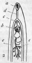 Fig. 116. Trematoda. 1. Distoma hepaticum, the