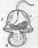 Fig. 117. Morphology of Turbellaria. 1. Planaria torva (Muller) : m Mouth; g Nerve ganglion; e Eyes; ov Ovary; t Testis; gn Genital opening. 2. Planaria lactea, showing the branched (dendrocoel) intestine. 3. Microscopic larva of A lau rina, a marine Turbellarian. 4. Pilidium, the