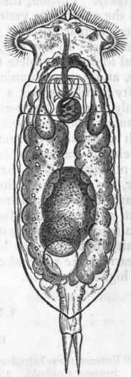 Fig. 123.   Rotifera. Eosphora au rita, one of the Wheel animalcules. Enlarged about 250 diameters. (After Gosse.)