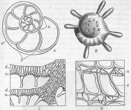 Fig. 13.   A, Diagram of one of the higher forms of the vitreous Foraminifera, showing the double nature of the septa (b), the stolon passages between successive chambers (a), and the supplemental skeleton (d) ; B, Test of Calcarina Spengleri, magnified twelve diameters, showing the spines formed by the supplemental skeleton ; C, Part of a section of the test of Calcarina, magnified fifty diameters, showing the tubulated 