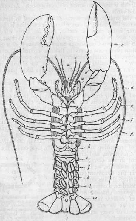 Fig. 136.   The common Lobster (Homarus vulgaris), viewed from below. a The lesser antennae; a' The greater antennae; n The last pair of foot jaws ; c The great claws, or first pair of legs; d e f g The last four pairs of walking legs; h i j k I m The six pairs of abdominal appendages, the last five being 