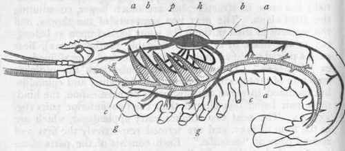 Fig. 138.   Diagram of the circulation of the Lobster. The systemic arteries are shaded longitudinally, the veins are dotted, and the branchial vessels are black. h Heart; a a Systemic arteries; b b Branchial vessels; c c Venous sinuses; g g Branchiae; p Pericardium.