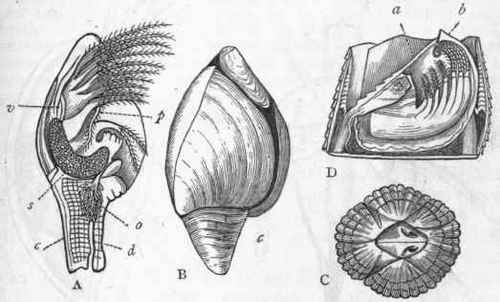 Fig. 142. Morphology of Cirripedia. A, Lepas pectinata, one of the Barnacles, one side of the shell being removed, enlarged four times : c Peduncle ; d Cement duct; o Ovary; s Ovisac; v Vas deferens; p Penis. B, Paecilasma fissa, enlarged five times ; c Peduncle. C, Balanus balanoides, viewed from above, of the natural size. D, Balanus tintinnabulum, with the shell on one side removed to show the animal: a One of the valves (
