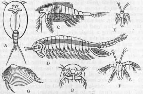 Fig. 147.   Morphology of Phyllopoda. A, Lepidurus Angassi, viewed dorsally. B, Under side of head of the same. C, Nebalia bipes, one side of the carapace being removed, so as to show the branchial feet. D, Branchipus stagnalis, female. E and F, Young stages of the same. G, A magnified specimen of Estheria, in its living state.