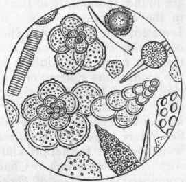 Fig. 15.   Organisms in the Atlantic ooze, chiefly Foraminifera (Globigerina and Textularia), with Polycystina, and Sponge   spicules ; highly magnified. (Original.)