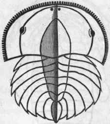 Fig. 152.   Larva of Limulus on hatching, greatly enlarged. (After Dohrn.)