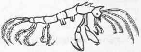 Fig. 153.   Laemodipoda. Caprella phasma.
