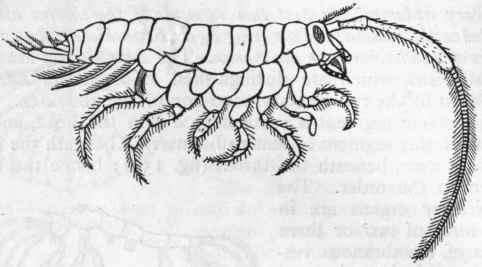 Fig. 154.   Amphipoda. The Sand hopper, Talitrus locusta, enlarged.