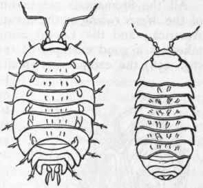 Fig. 155.   Isopoda. Woodlice (Oniscus), twice the natural size.
