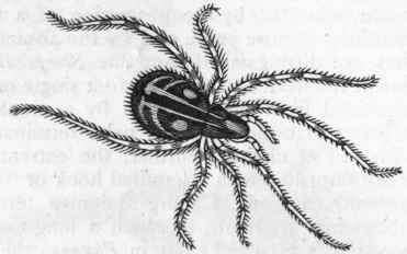 Fig. 168.   Araneida. Theridion riparium (female).