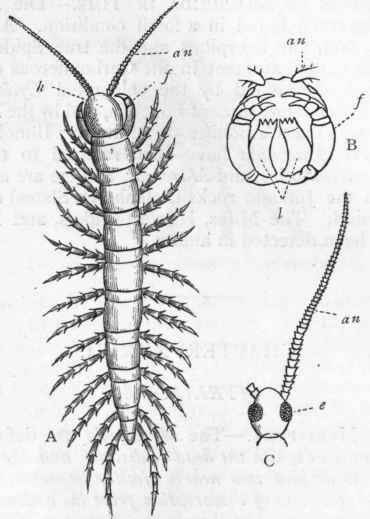 Fig. 169. A, Lithobius forficatus, enlarged and viewed from above: an Antennae; f Foot jaws ; h Head. B, Head of Lithobius Leachii, viewed from below (after Newport) : an Antennae ;f Hooked foot jaws; l Lower lip, composed of two pieces. C, Head of Lithobius forficatus, viewed from above (after Gervais): an Antenna ; e Eye.