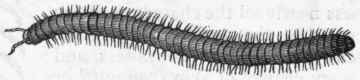 Fig. 171. Millepede (Iulus).