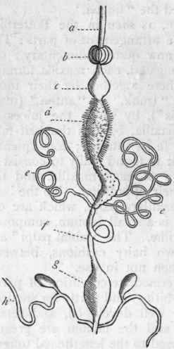 Fig. 177.   Digestive system of a Beetle (Carabus auratus). a (Esophagus; b Crop; c Gizzard ; d Chylific stomach; e Malpighian tubes; f Intestine; g Cloaca; h Anal glands.