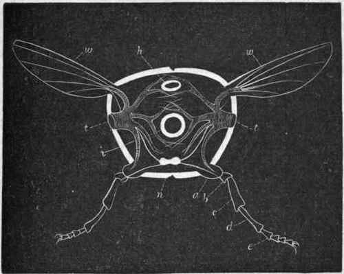 Fig. 178.   Ideal transverse section of an Insect, h Dorsal vessel; i Intestine; n Ventral Nerve cord ; t t Stigmata, leading into the branched tracheal tubes ;w w Wings; a Coxa of one leg; b Trochanter; c Femur; d Tibia; e Tarsus. (After Packard.)