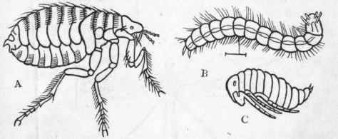 Fig. 187.   A, The common Flea (Pulex irritans) ; B, Larva of the same ; C, Pupa of the same. All the figures are greatly magnified. (After Westwood.)