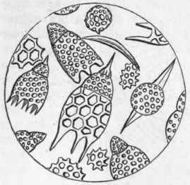 Fig. 19.   Shells of Polycystina from the 