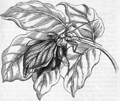 Fig. 2.   Walking Leaf Insect (Phyllium).
