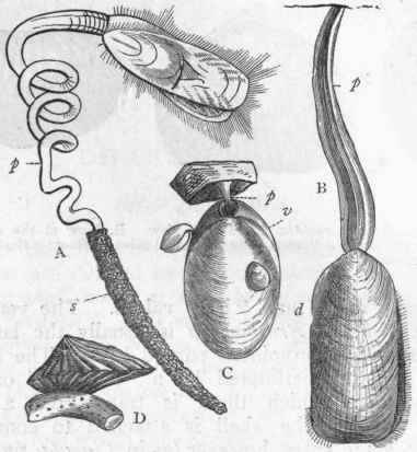 Fig. 203. Morphology of Brachiopoda. A, Lingula pyramidata (after Morse): p Peduncle; s Sand tube, encasing base of peduncle. B, Lingula anatina (after Cuvier); p The peduncle. C, Waldheimia cranium, with adherent young, attached to a stone (after Davidson): p Peduncle ; v Ventral valve ; d Dorsal valve. D, Crania lgnabergensis, attached by its ventral valve to a piece of coral (Chalk).