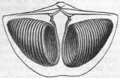 Fig. 206. Spirif era hysterica, from the Carboniferous Limestone. The right hand figure shows the interior of the dorsal valve, with the calcareous spires for the support of the arms.