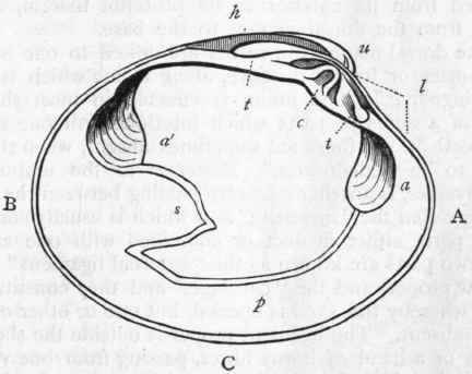 Fig. 207. Left valve of Cytherea chione. (After Woodward.) A, Anterior margin. B, Posterior margin. C, Ventral margin or base ; u Umbo ; h Ligament; l Lunule; c Cardinal tooth; t t Lateral teeth; a Anterior adductor; a' Posterior adductor; p Pallial line; s Pallial sinus, caused by the retractor muscles of the siphons.