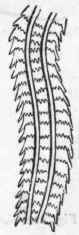 Fig. 213. Fragment of the lingual ribbon or odontophore of the common Whelk (Buccinum undatum), magnified. (After Woodward.)