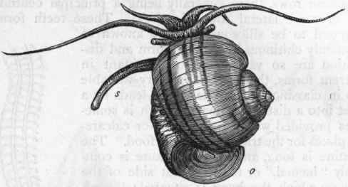 Fig. 214. Ampullaria canaliculata, one of the Apple shells, o Operculum ; s Respiratory siphon.