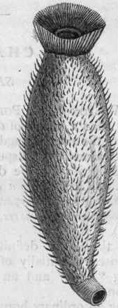 Fig. 23.   A, Axinella polypoides, a fibrous Sponge showing oscula and pores; B, Sycandra ciliata, a calcareous Sponge, showing the single terminal osculum. (After Schmidt.)