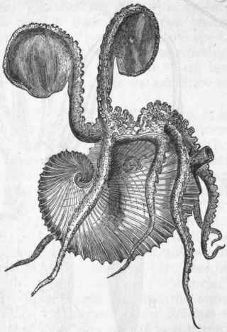 Fig. 230.   Argonauta argo, the 