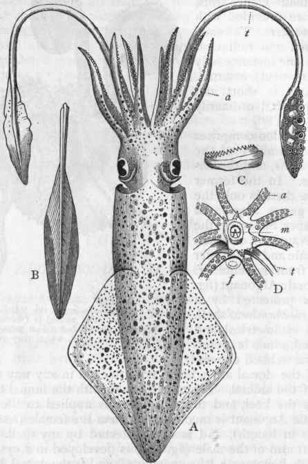 Fig. 231.   A, The common Calamary (Loligo vulgaris), reduced in size : a One of the ordinary arms ; t One of the longer arms or tentacles.