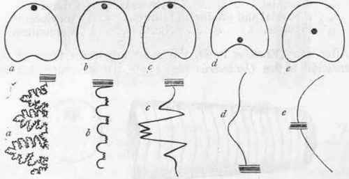 Fig. 234.   Diagram to illustrate the position of the siphuncle and the form of the septa in various Tetrabranchiate Cephalopoda. The upper row of figures represents transverse sections of the shells, the lower row represents the edges of the septa. a a Ammonite or Baculite ; b b Ceratite ; c c Goniatite ; d d Clymenia ; e e Nautilus or Orthoceras.