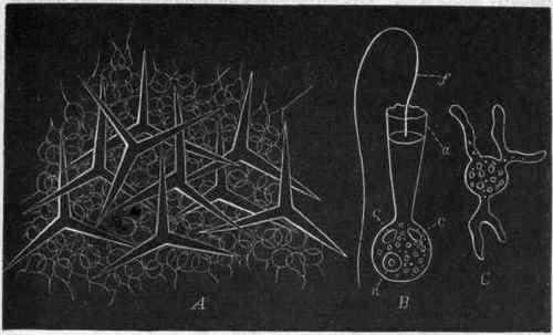 Fig. 24.   A, Portion of Grantia, highly magnified, showing the triradiate spicules and the sarcoids ; B, A single sarcoid of Grantia compressa, greatly enlarged, showing the membranous collar (a), the flagellum (f), the contractile vesicles (c c), and the nucleus (n); C, A sarcoid of Grantia compressa, with the pseudopodia protruded and without the flagellum, greatly enlarged. (B and C are after Carter.)