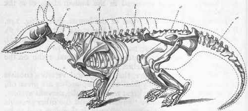 Fig. 241.   Skeleton of an Armadillo, showing the regions of the vertebral column. c Cervical region; d Dorsal region ; / Lumbar region; s Sacral region; t Caudal region or tail.