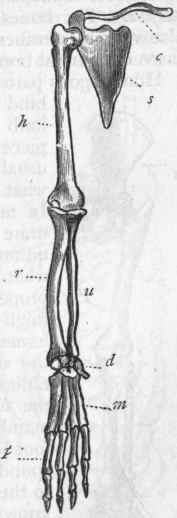 Fig. 242.   Pectoral limb (arm) of Chimpanzee (after Owen). c Clavicle; s Scapula or shoulder blade; h Humerus ; r Radius; u Ulna ; d Bones of the wrist, or carpus; m Metacarpus; p Phalanges of the fingers.