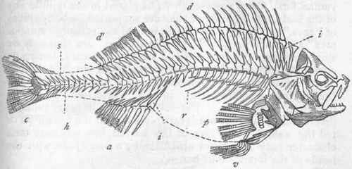 Fig. 248.   Skeleton of the common Perch (Perca fluviatilis). p One of the pectoral fins ; v One of the ventral fins ; a Anal fin, supported upon interspinous bones (i); c Caudal fin ; d First dorsal fin ; d' Second dorsal fin, both supported upon interspinous bones ; i i Interspinous bones ; r Ribs ; s Spinous processes of vertebrae; h Haemal processes of vertebrae.