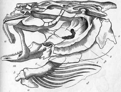 Fig. 249. Skull of Cod (Morrhua vulgaris) Cuvier. a Urohyal; b Basihyal; c Ceratohyal; d Branchiostegal rays ; p Pra operculum; o Operculum proper; s Sub operculum; i Inter operculum ; m Mandible ; n Inter maxillary bone.